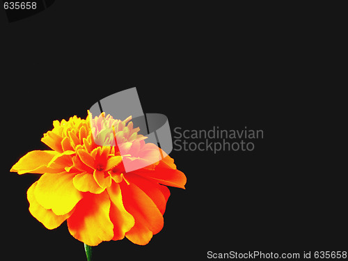 Image of marigold