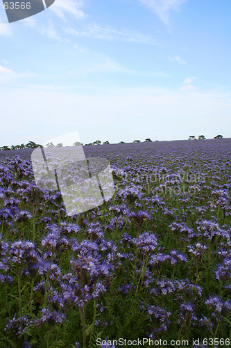 Image of Country field