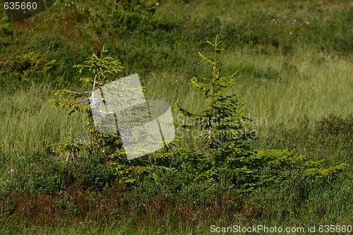 Image of Norway spruce