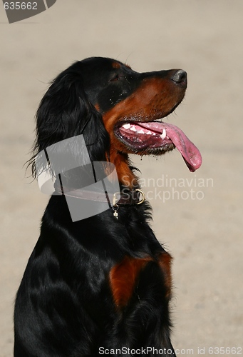 Image of Gordon Setter