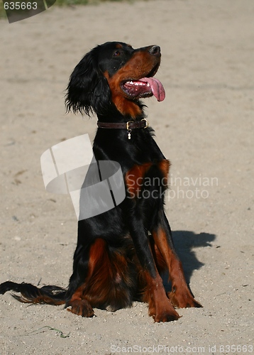 Image of Gordon Setter