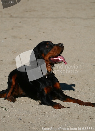 Image of Gordon Setter