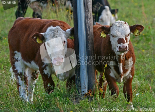 Image of Two cows in a field