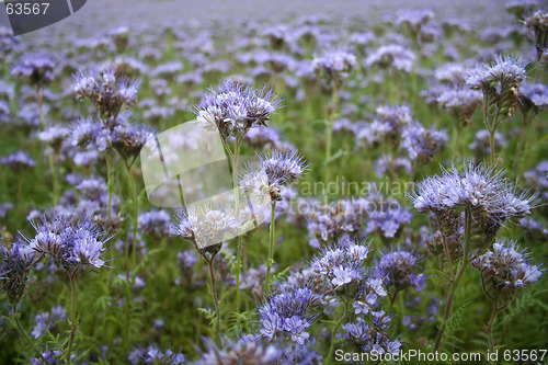 Image of Purple flowers