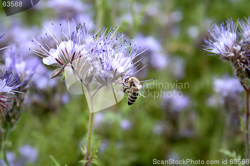 Image of Purple flowers