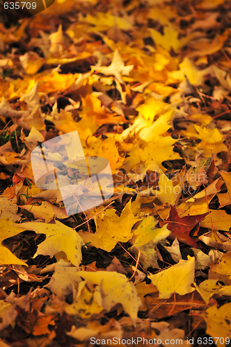 Image of Fall maple leaves