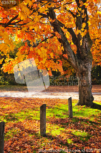 Image of Autumn maple tree near road