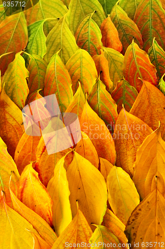 Image of Autumn leaves background