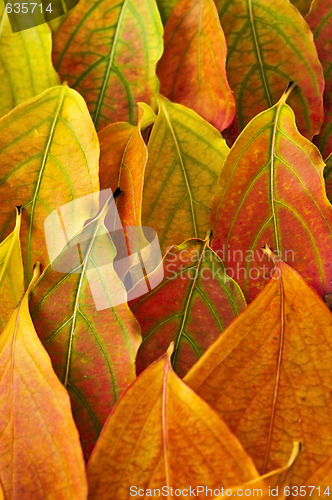 Image of Autumn leaves background