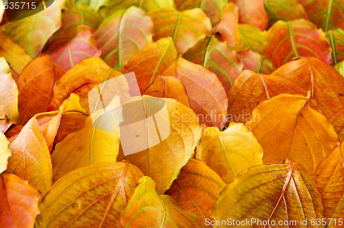 Image of Autumn leaves background