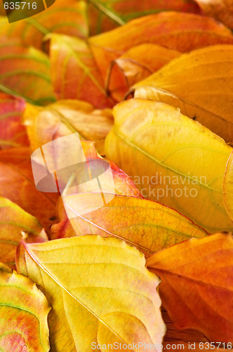 Image of Autumn leaves background