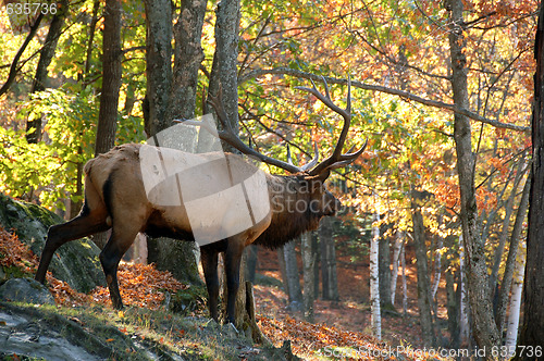 Image of Elk (Cervus canadensis) in autumn