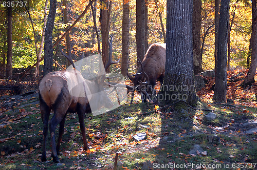 Image of Two elks fighting