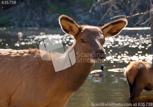 Image of Elk (Cervus canadensis) in autumn