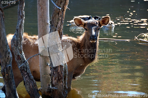 Image of Elk in water