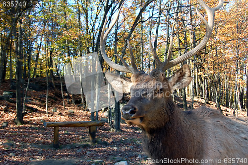 Image of Elk (Cervus canadensis) in autumn