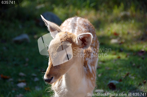 Image of Fallow Deer 