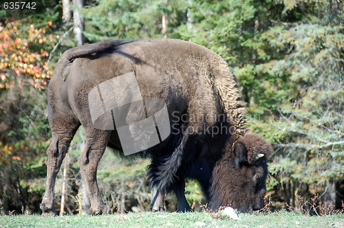 Image of Wood Bison