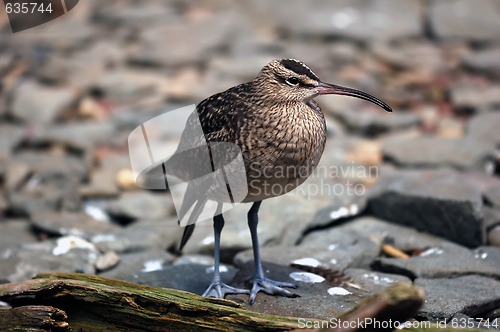 Image of Whimbrel (Numenius Phaeopus)