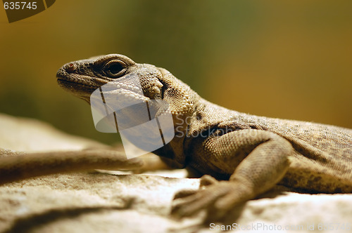 Image of Lizard 