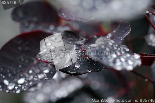 Image of Raindrops on leaf