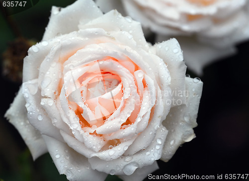 Image of Rose and water