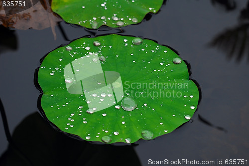 Image of Aquatic plant covered with droplets