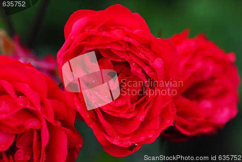 Image of Red roses with droplets
