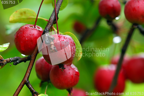 Image of Small red berries