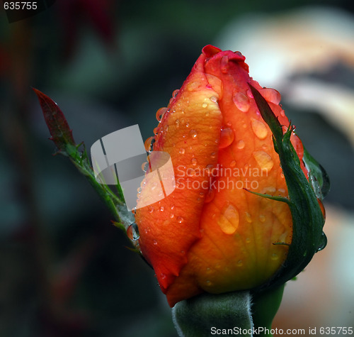 Image of Orange rose's bud with droplets