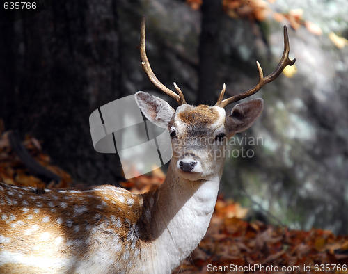 Image of Fallow Deer