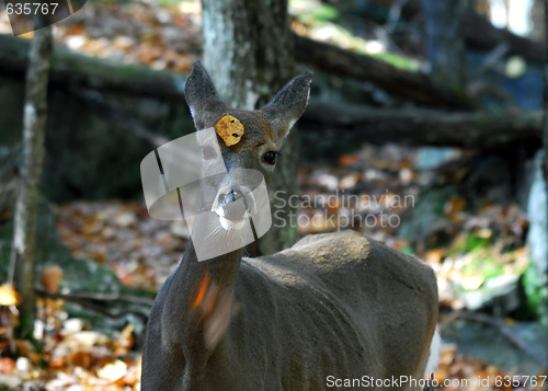 Image of White-tailed deer (Odocoileus virginianus)