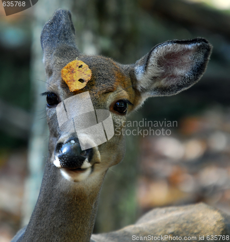 Image of White-tailed deer (Odocoileus virginianus)