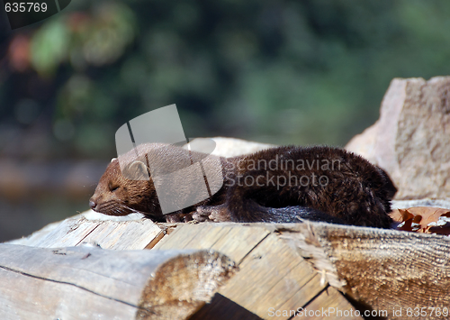 Image of American Mink (Mustela vison)