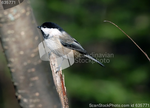 Image of Black-capped Chickadee (Poecile atricapillus)