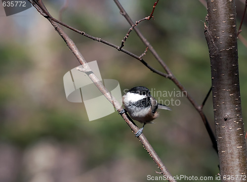 Image of Black-capped Chickadee (Poecile atricapillus)