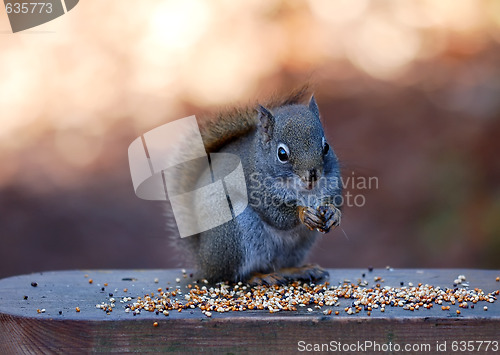 Image of North American red squirrel