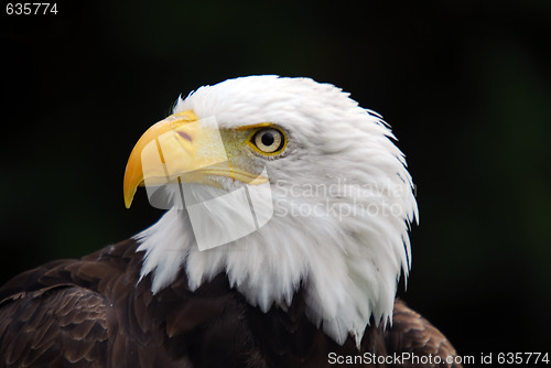 Image of American Bald Eagle (Haliaeetus leucocephalus)