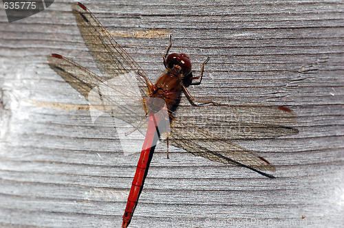 Image of Common Darter (Sympetrum striolatum)