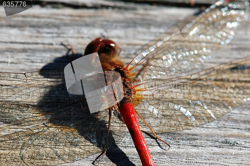 Image of Common Darter (Sympetrum striolatum)