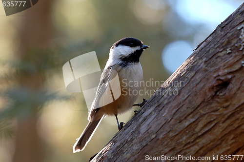 Image of Black-capped Chickadee (Poecile atricapillus)