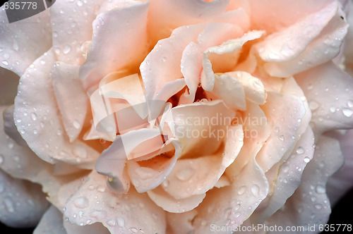 Image of Roses and water