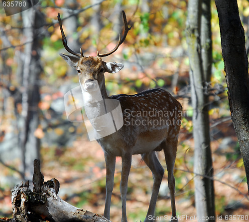 Image of Fallow Deer (Dama dama)