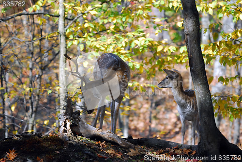 Image of Fallow Deer (Dama dama)