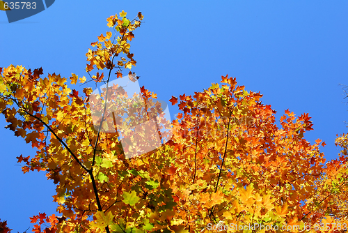 Image of An autumn's tree