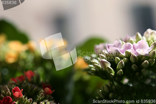 Image of Beautiful wild flower.