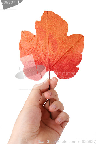 Image of Leaf in a man hand.