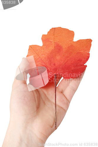 Image of Leaf in a man hand.