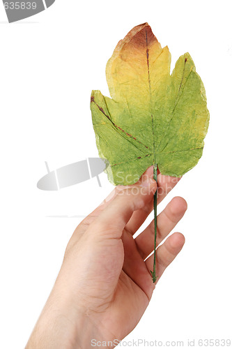 Image of Leaf in a man hand.