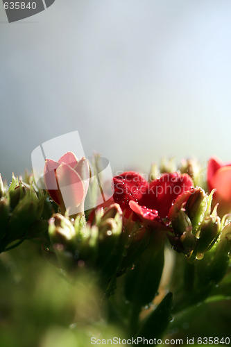 Image of Beautiful wild flower.